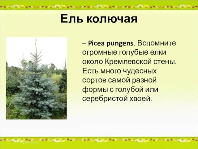 Ель колючая – Picea pungens. Вспомните огромные голубые елки около Кремлевской стены.