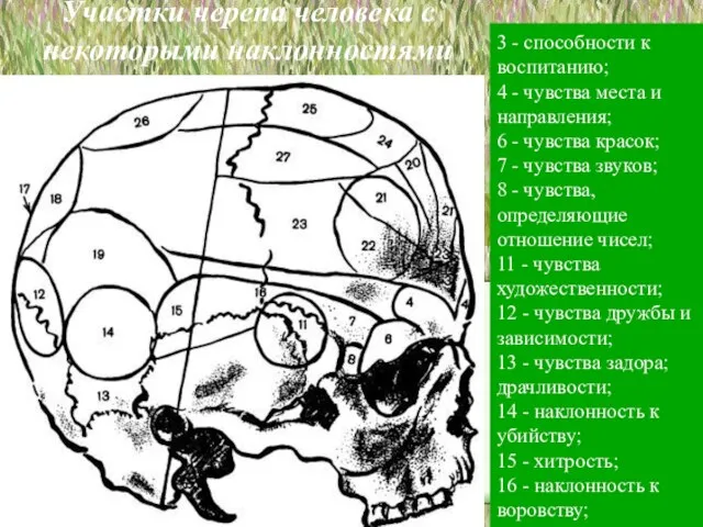 Участки черепа человека с некоторыми наклонностями 3 - способности к воспитанию; 4