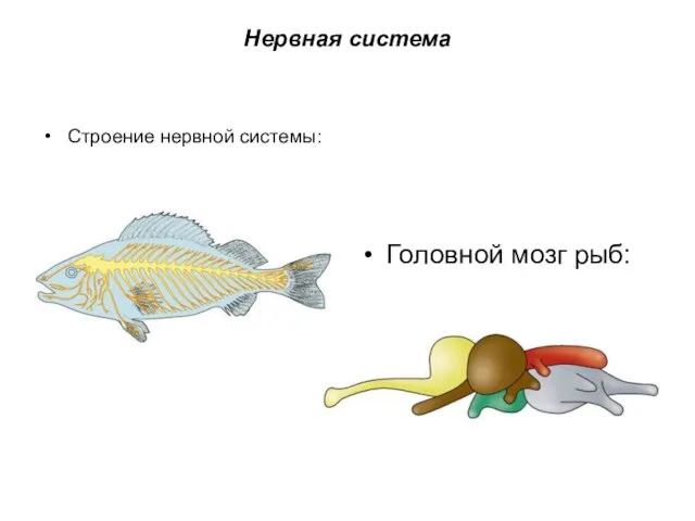 Нервная система Строение нервной системы: Головной мозг рыб: