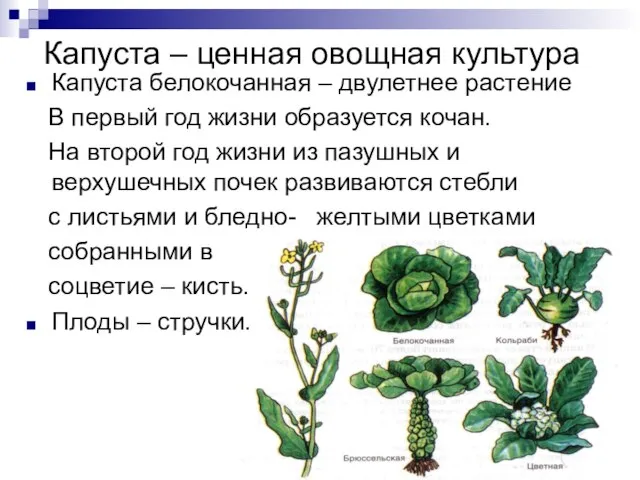 Капуста – ценная овощная культура Капуста белокочанная – двулетнее растение В первый
