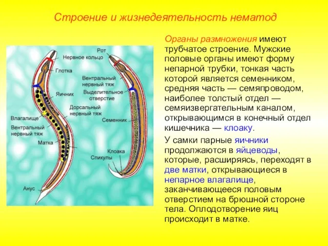 Строение и жизнедеятельность нематод Органы размножения имеют трубчатое строение. Мужские половые органы
