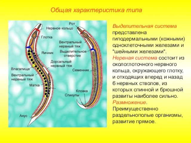 Общая характеристика типа Выделительная система представлена гиподермальными (кожными) одноклеточными железами и "шейными