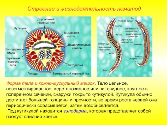 Строение и жизнедеятельность нематод Форма тела и кожно-мускульный мешок. Тело цельное, несегментированное,