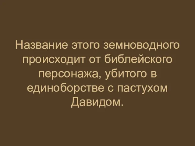 Название этого земноводного происходит от библейского персонажа, убитого в единоборстве с пастухом Давидом.