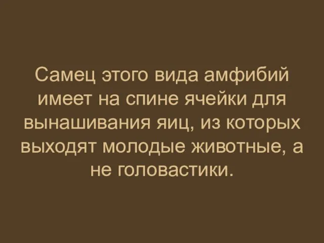 Самец этого вида амфибий имеет на спине ячейки для вынашивания яиц, из