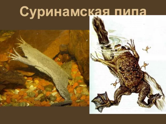 Суринамская пипа