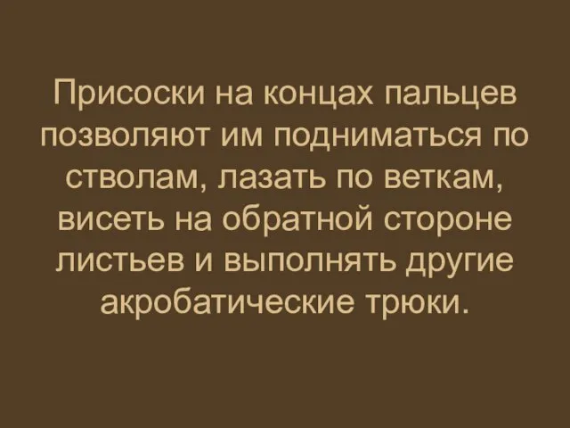 Присоски на концах пальцев позволяют им подниматься по стволам, лазать по веткам,