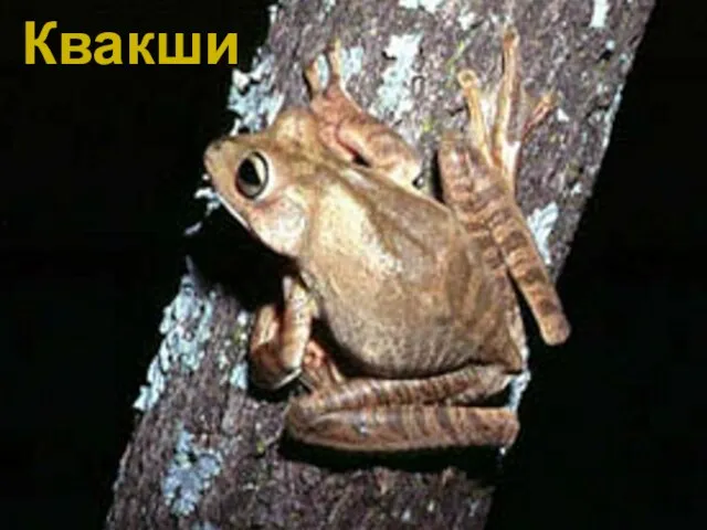 Квакши