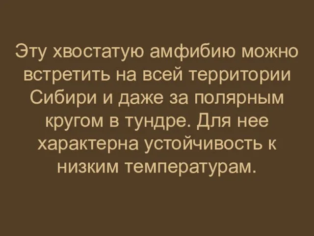 Эту хвостатую амфибию можно встретить на всей территории Сибири и даже за