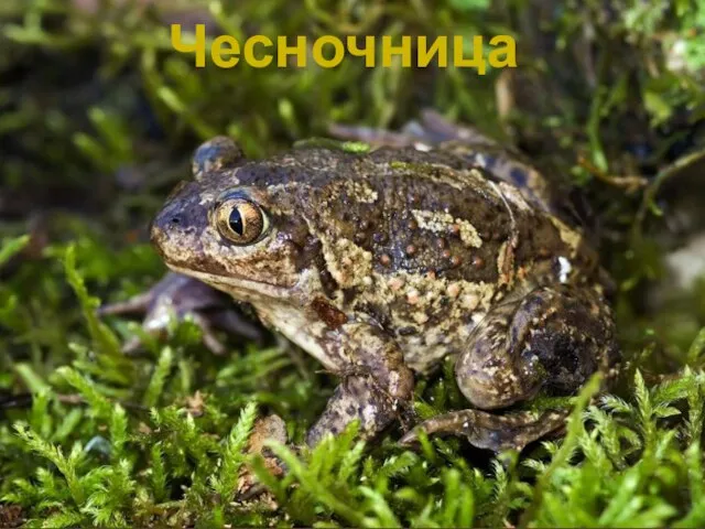 Чесночница