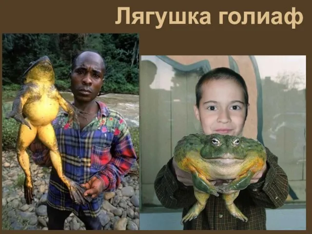 Лягушка голиаф