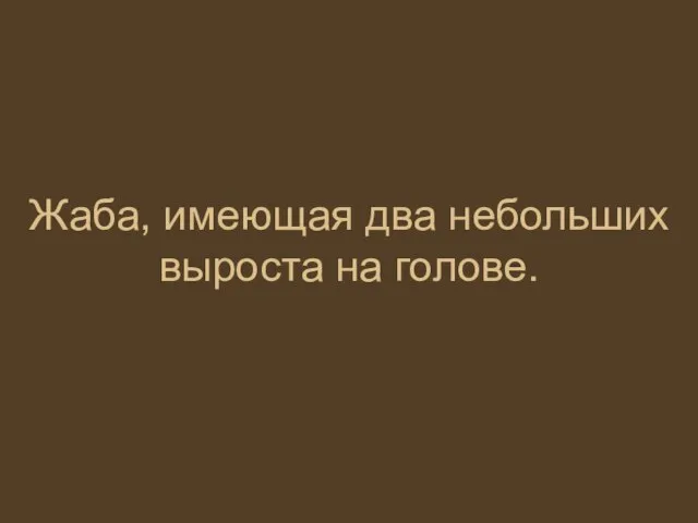 Жаба, имеющая два небольших выроста на голове.