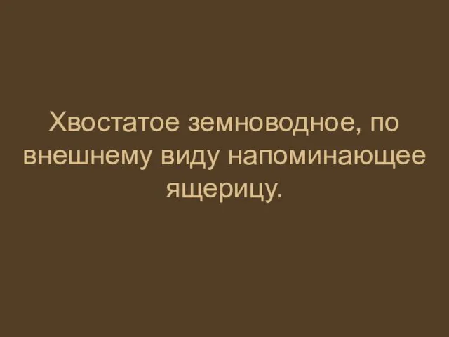 Хвостатое земноводное, по внешнему виду напоминающее ящерицу.