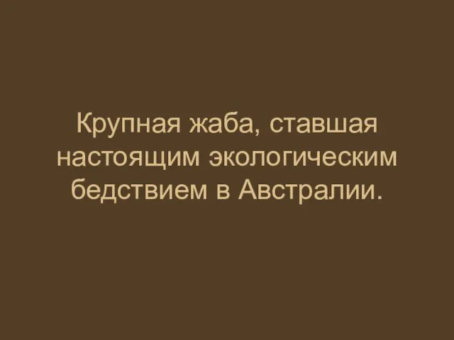 Крупная жаба, ставшая настоящим экологическим бедствием в Австралии.