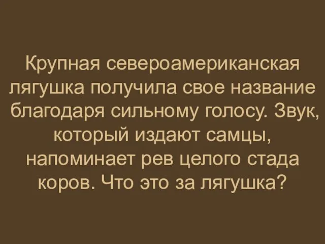 Крупная североамериканская лягушка получила свое название благодаря сильному голосу. Звук, который издают