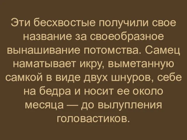 Эти бесхвостые получили свое название за своеобразное вынашивание потомства. Самец наматывает икру,