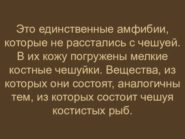 Это единственные амфибии, которые не расстались с чешуей. В их кожу погружены