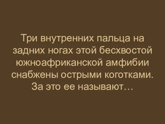 Три внутренних пальца на задних ногах этой бесхвостой южноафриканской амфибии снабжены острыми