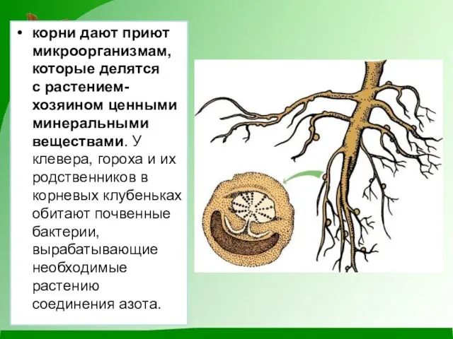 корни дают приют микроорганизмам, которые делятся с растением-хозяином ценными минеральными веществами. У