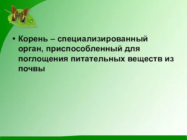 Корень – специализированный орган, приспособленный для поглощения питательных веществ из почвы