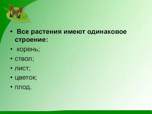 Все растения имеют одинаковое строение: корень; ствол; лист; цветок; плод.