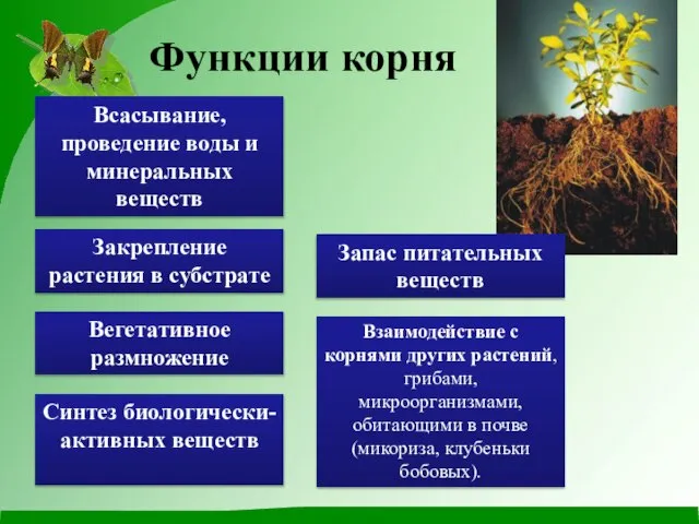 Функции корня Всасывание, проведение воды и минеральных веществ Запас питательных веществ Вегетативное