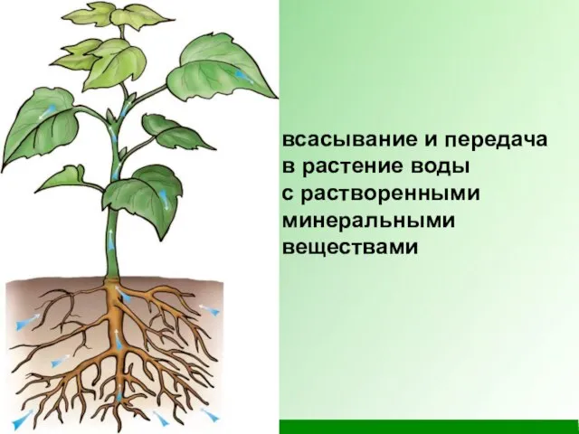 всасывание и передача в растение воды с растворенными минеральными веществами