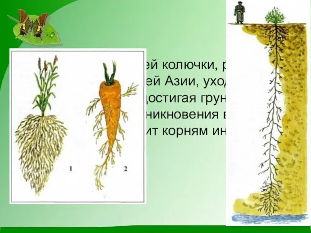 корень верблюжьей колючки, растущей в пустынях Средней Азии, уходит на глубину до