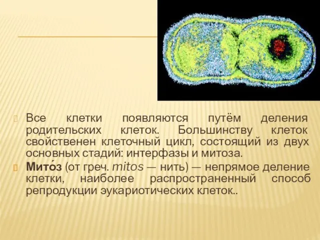 Деление бактериальной клетки. Все клетки появляются путём деления родительских клеток. Большинству клеток