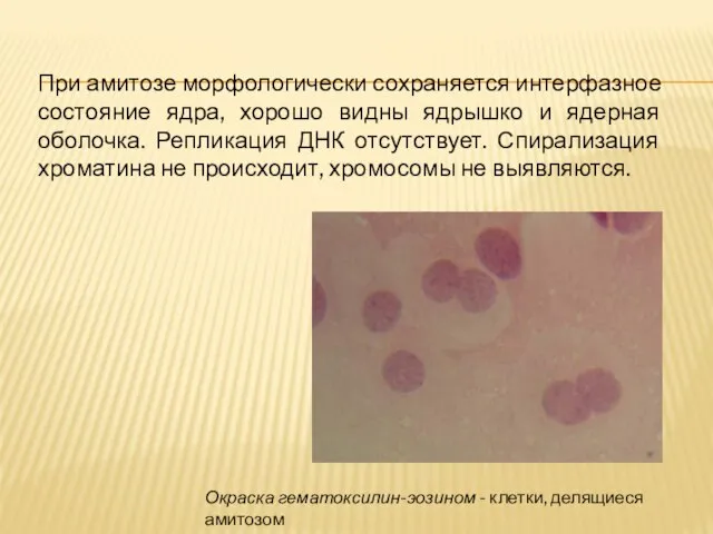 Окраска гематоксилин-эозином - клетки, делящиеся амитозом При амитозе морфологически сохраняется интерфазное состояние