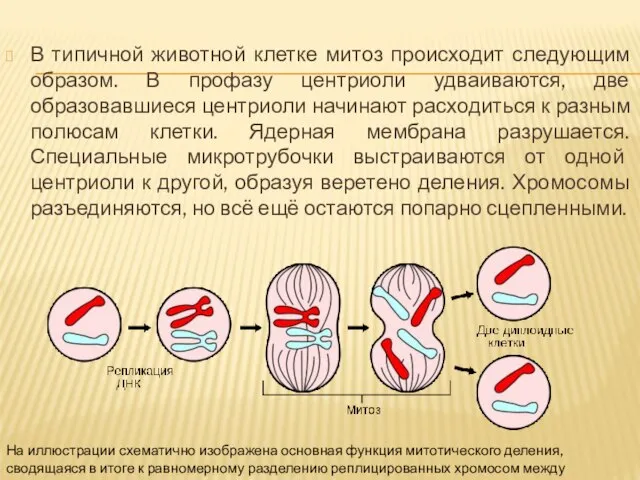 В типичной животной клетке митоз происходит следующим образом. В профазу центриоли удваиваются,