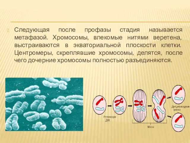 Следующая после профазы стадия называется метафазой. Хромосомы, влекомые нитями веретена, выстраиваются в