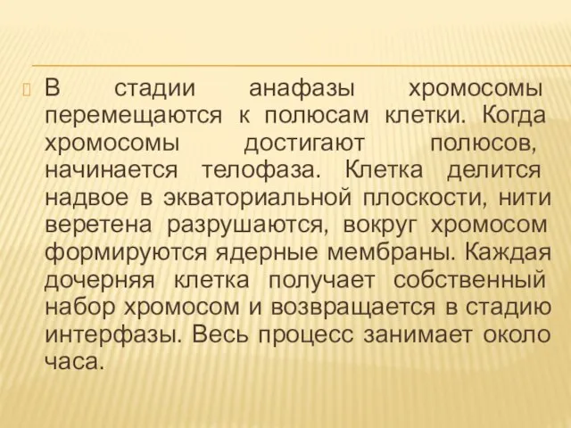 В стадии анафазы хромосомы перемещаются к полюсам клетки. Когда хромосомы достигают полюсов,