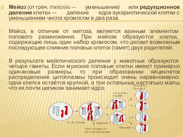 Мейоз (от греч. meiosis — уменьшение) или редукционное деление клетки — деление