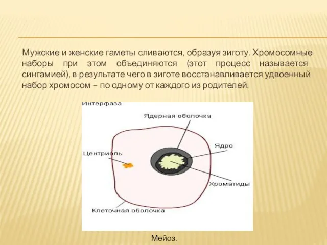 Мужские и женские гаметы сливаются, образуя зиготу. Хромосомные наборы при этом объединяются