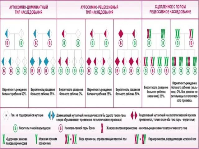 Главные понятия Наследственность-это св-во живых организмов сохранять и передавать в ряду поколений