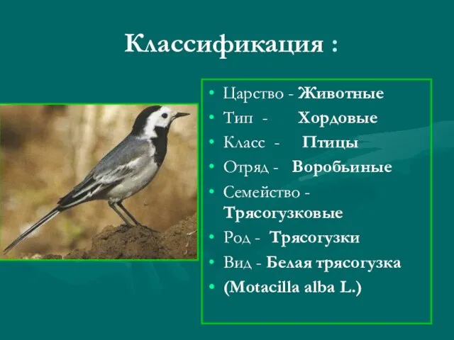 Классификация : Царство - Животные Тип - Хордовые Класс - Птицы Отряд