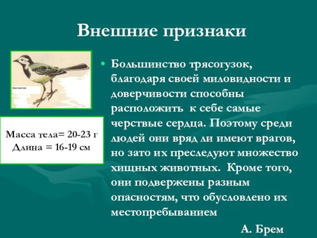 Внешние признаки Большинство трясогузок, благодаря своей миловидности и доверчивости способны расположить к