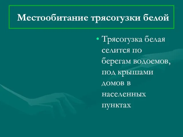 Местообитание трясогузки белой Трясогузка белая селится по берегам водоемов, под крышами домов в населенных пунктах