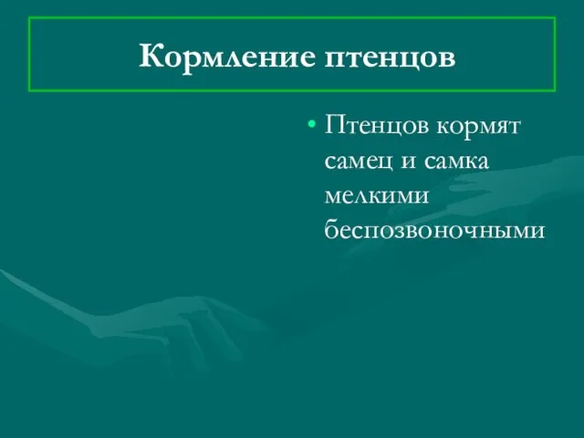 Кормление птенцов Птенцов кормят самец и самка мелкими беспозвоночными