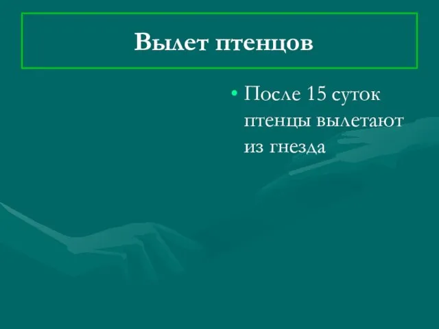 Вылет птенцов После 15 суток птенцы вылетают из гнезда