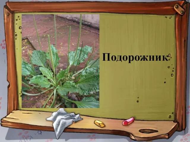 Подорожник