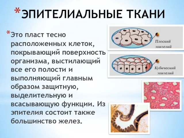 ЭПИТЕЛИАЛЬНЫЕ ТКАНИ Это пласт тесно расположенных клеток, покрывающий поверхность организма, выстилающий все