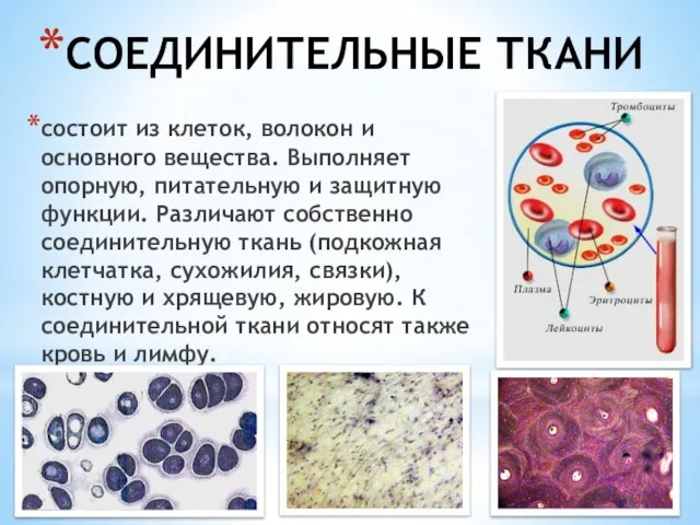 СОЕДИНИТЕЛЬНЫЕ ТКАНИ состоит из клеток, волокон и основного вещества. Выполняет опорную, питательную