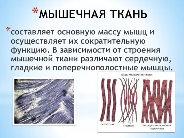 МЫШЕЧНАЯ ТКАНЬ составляет основную массу мышц и осуществляет их сократительную функцию. В