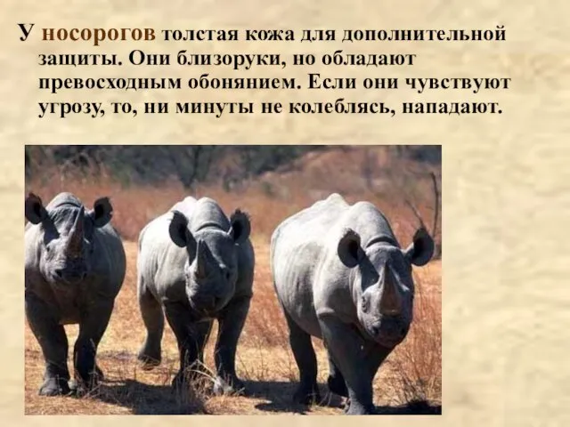 У носорогов толстая кожа для дополнительной защиты. Они близоруки, но обладают превосходным