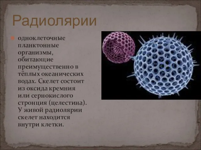 одноклеточные планктонные организмы, обитающие преимущественно в тёплых океанических водах. Скелет состоит из