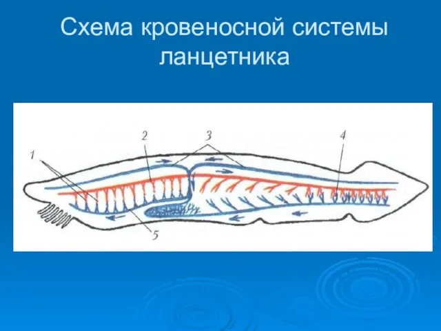 Схема кровеносной системы ланцетника