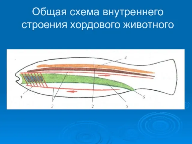 Общая схема внутреннего строения хордового животного