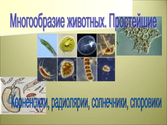 Корненожки, радиолярии, солнечники, споровики Многообразие животных. Простейшие